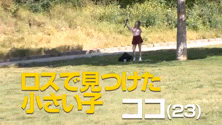 hikr00200【ロスでナンパした合法ロリがT●kT●kでバズるためにAVデビュー ココ（23）】 エロGIF 1